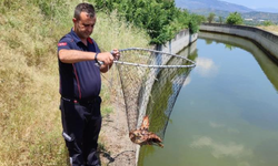 Sulama kanalına düşen kartal kurtarıldı