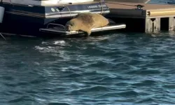 Marina’da Fok Balığı Sürprizi