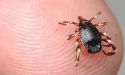 Köyde Virüs Bulaşan Adam Hayatını Kaybetti