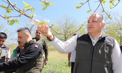 Kestane İçin Biyolojik Savaş Başladı