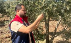 Zeytin Verim Tespit Çalışmaları Başladı