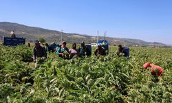 Günde 2 Bin Enginar Soyup Servet Kazanıyorlar