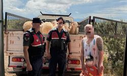Çalınan Koyunları Jandarma Buldu