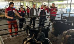 Kurbanlık Satış Noktalarında Kontrol Yapıldı