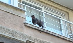 Kedi Kurtarma Operasyonu