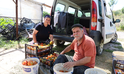 Dangalak Domatesin Hasadı Başladı
