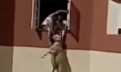 Kurbanlık Koyun Pencereden Atladı