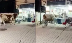 Tosun Kuaför Salonuna Daldı