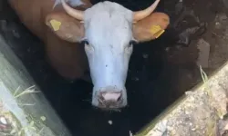 Kurbanlık Dana Dinamit Çukuruna Düştü