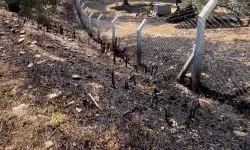 Zeytinlik Alanda Çıkan Yangın Korkuttu
