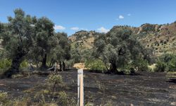 Zeytin Bahçesindeki Yangın Korkuttu