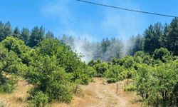 Muğla’da Korkutan Orman Yangını