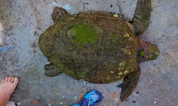 Yaralı Caretta Caretta Tedavi Altında