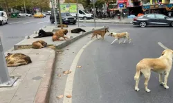 İçişleri Bakanlığı'ndan sahipsiz sokak hayvanlarına yönelik açıklama