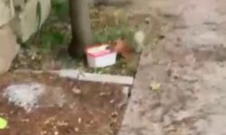 Ceviz bulamayan sincaptan 'protesto'