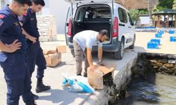 Aydın'da 60 Kilo Canlı Yengeç Ele Geçirildi