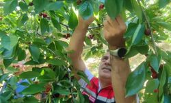 Aydın'da kiraz hasadı sürüyor
