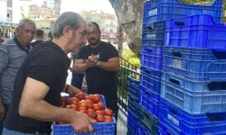 4 Ton Domatesi Ücretsiz Dağıttı