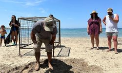 Yılın ilk Caretta Caretta yuvası tespit edildi