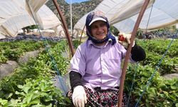 Kavurucu Sıcakta Çilek Mesaisi