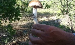 Meşelerin Dibindeki Hazine