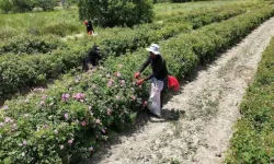 Pembe Hazine’nin Fiyatı Dudak Uçuklattı