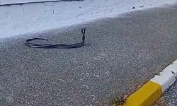 Yılanların Çiftleşme Dansı Kameraya Yansıdı