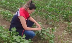 Didim'de pamuğun gelişimi takip edildi