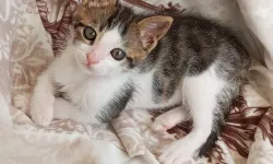 Ailesi Minik “Mika”yı Her Yerde Arıyor