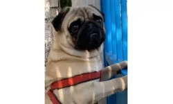 Nazilli “Rocky”i Arıyor