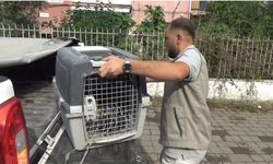 Aydın'da Oklu Kirpi Operasyonu