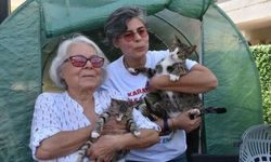Erkek Kedi Doğum Yaptı!