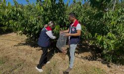 Kiraz bahçeleri denetlendi, numuneler alındı