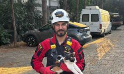 Ağaçta Mahsur Kalan Kedi Kurtarıldı