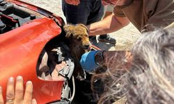 Veteriner hekimler tampona sıkışan köpeği böyle kurtardı