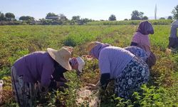 Aydın'da 12 bin 94 dekarda domates hasadı sürüyor