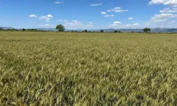 Buğdayda Hasat Tamam, Fiyatlar Beklentinin Altında