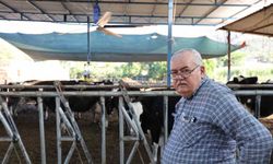 Aydın'da çöl sıcakları inekleri strese soktu; ahırlar vantilatör ile serinletiliyor