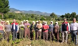 Karacasu'da tütün kırımı başladı