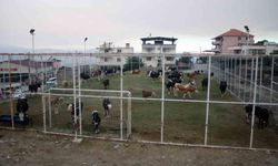 Tahliye edilen hayvanlar halı sahada korumaya alındı