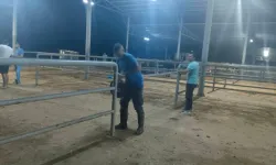 Çine'de veterinerler seferber oldu