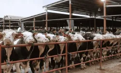Çine’deki yangında tahliye edilen hayvanlarla ilgili duyuru!