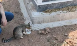 Sahibinin mezarından ayrılmıyor