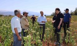 Kaymakam Battal tütün üreticileriyle hasat mesaisinde
