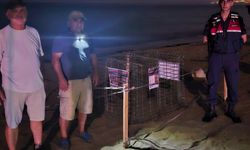 Kuşadası'nda caretta caretta heyecanı: İlk yuva koruma altına alındı