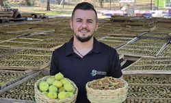 İncir cipsi üretimi başladı
