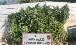 Efeler'de 250 kök kenevir ele geçirildi