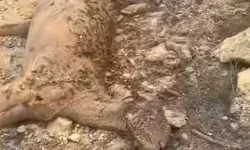 Aydın'dan yürek yakan acı manzara
