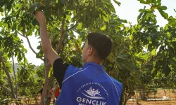 Gönüllü gençler incir hasadına katıldı