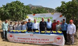 İlk taze incir Buharkent'te hasat edildi